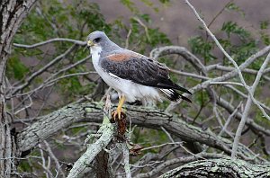 Hawk, White-tailed, 2013-01083947 Laguna Atascosa area, TX